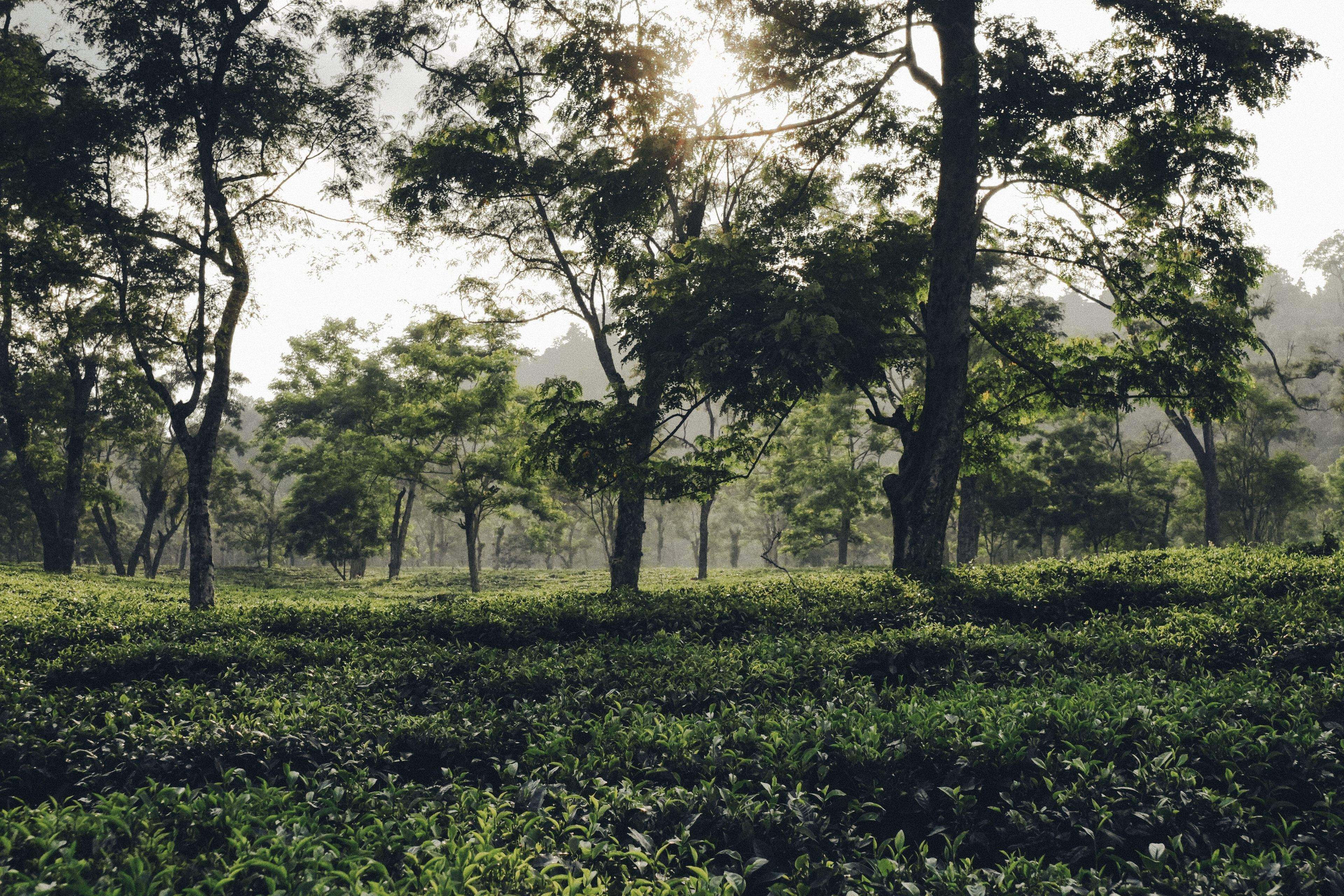 Assam tour photo 2 - Vinayak Holidays