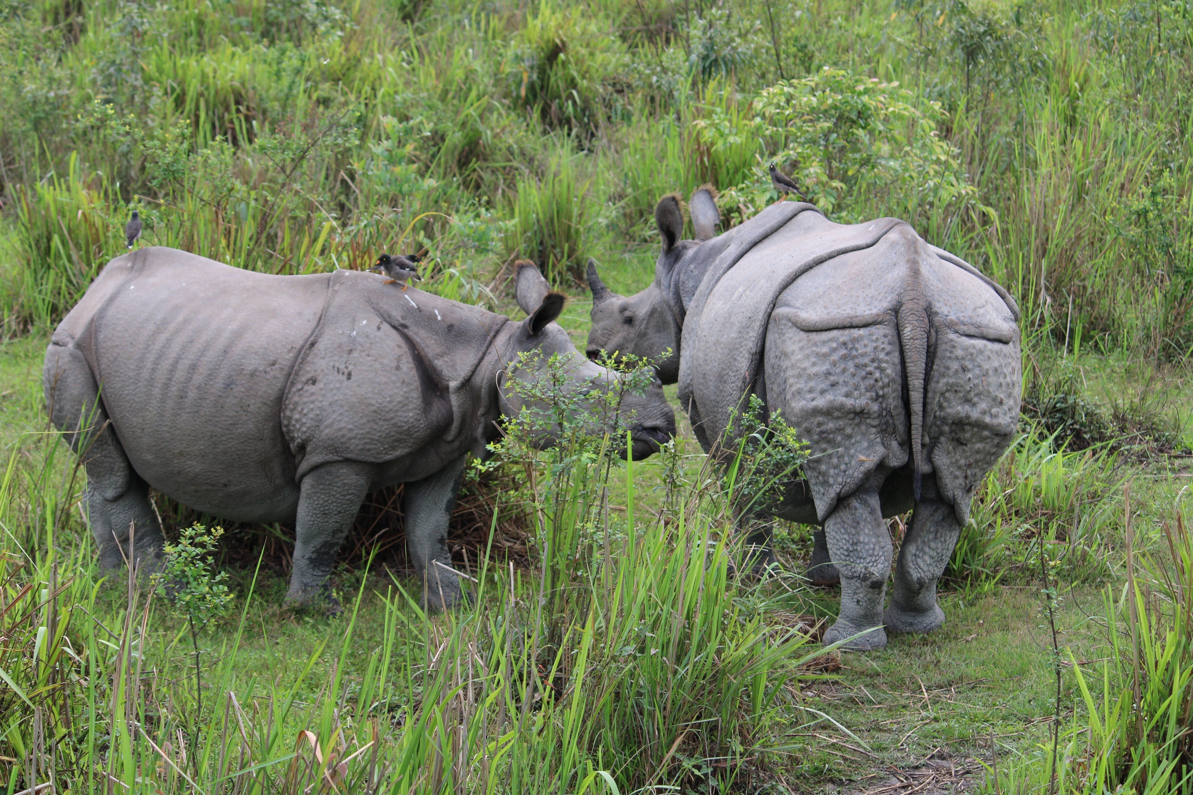 Assam tour photo 8 - Vinayak Holidays